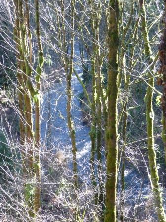 ../images/trails/may_creek_east//07 View from Overlook.jpg